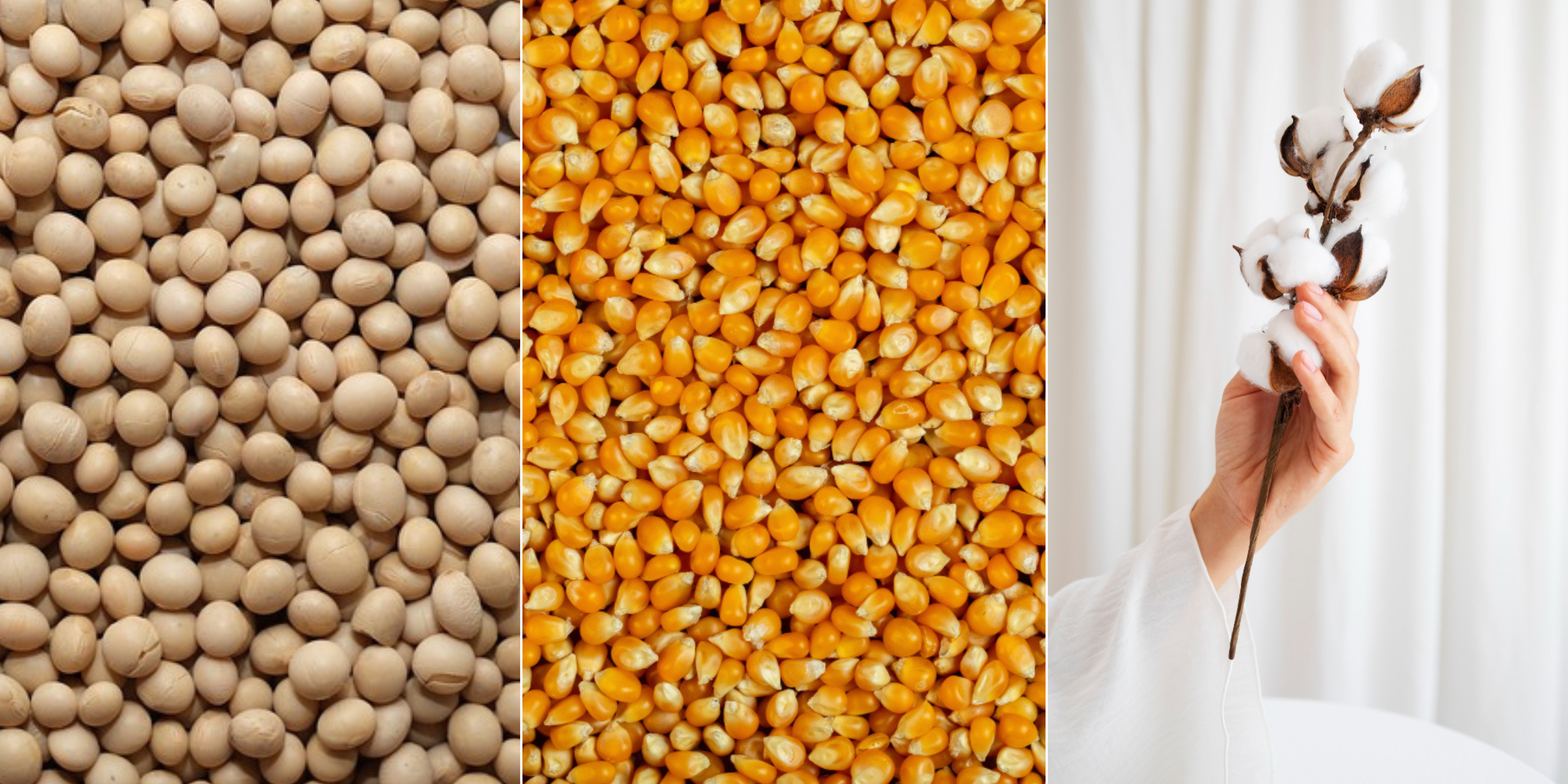 soy-maize-cotton-banner